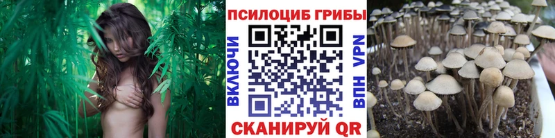 Псилоцибиновые грибы Cubensis  mega ссылка  Пятигорск  где продают  